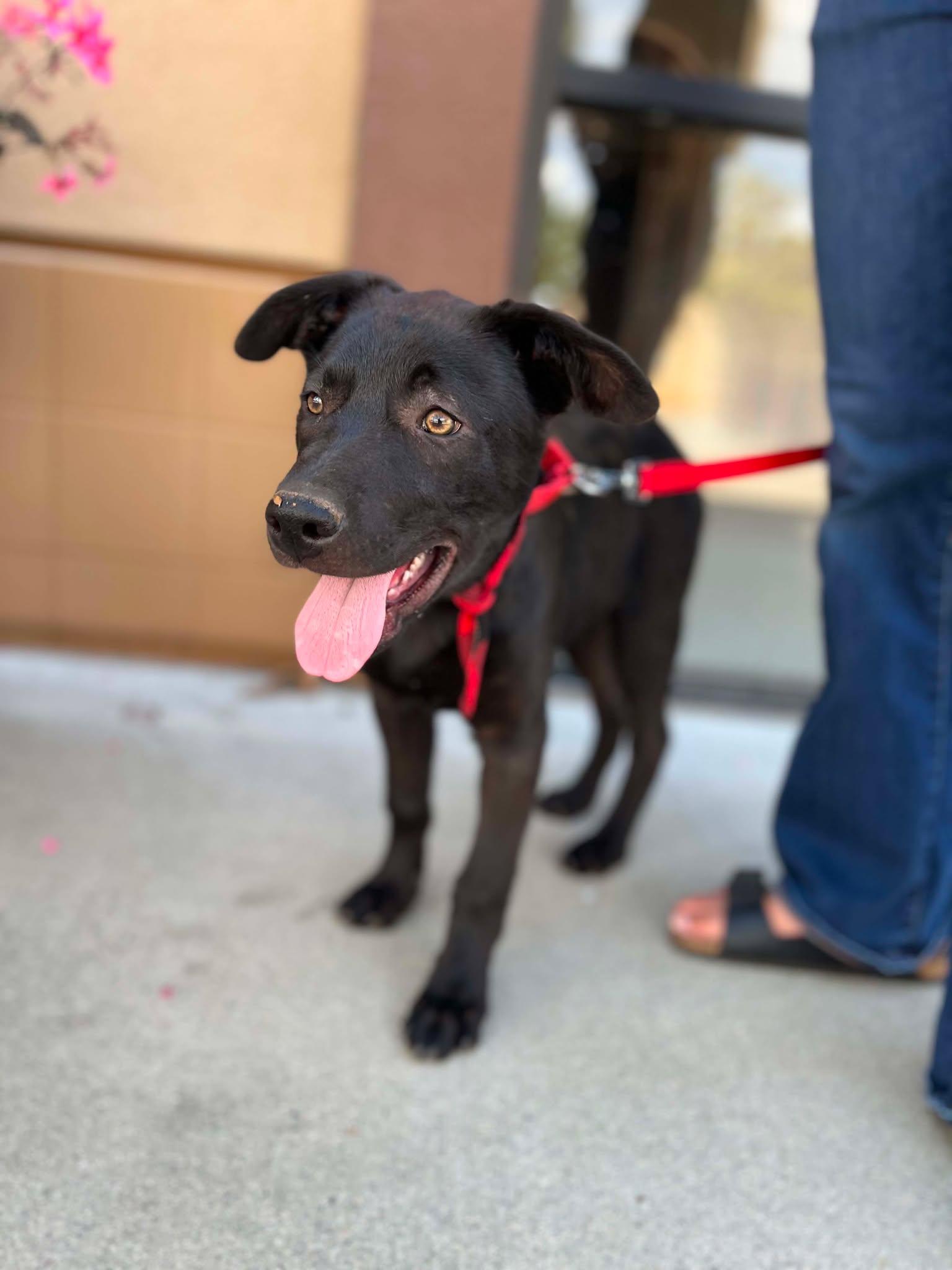 Danish, an adopted Labrador Retriever in Temecula, CA image 4/6