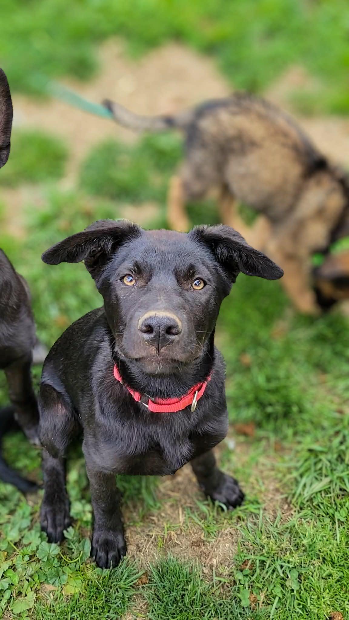 Danish, an adopted Labrador Retriever in Temecula, CA image 6/6