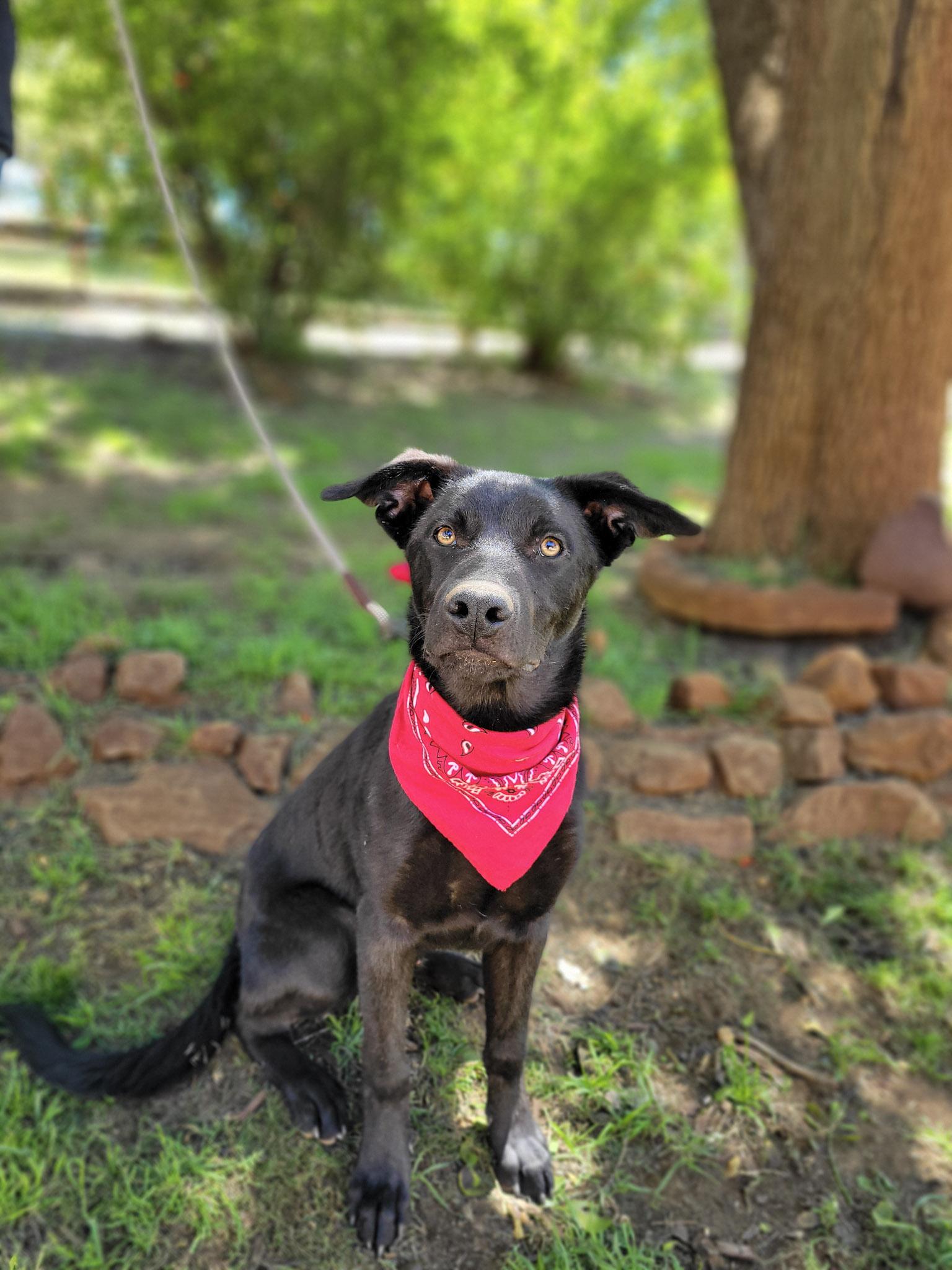 Enlarge Danish, an adoptable mixed breed in Temecula, CA image 5/6