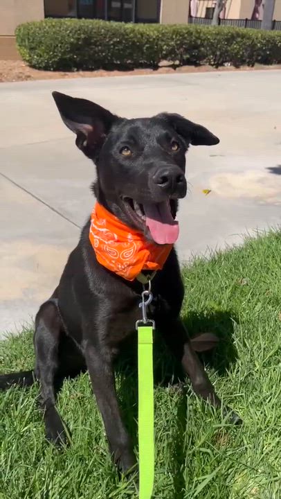 Enlarge Danish, a Adoptable mixed breed in Temecula, CA video 5/6