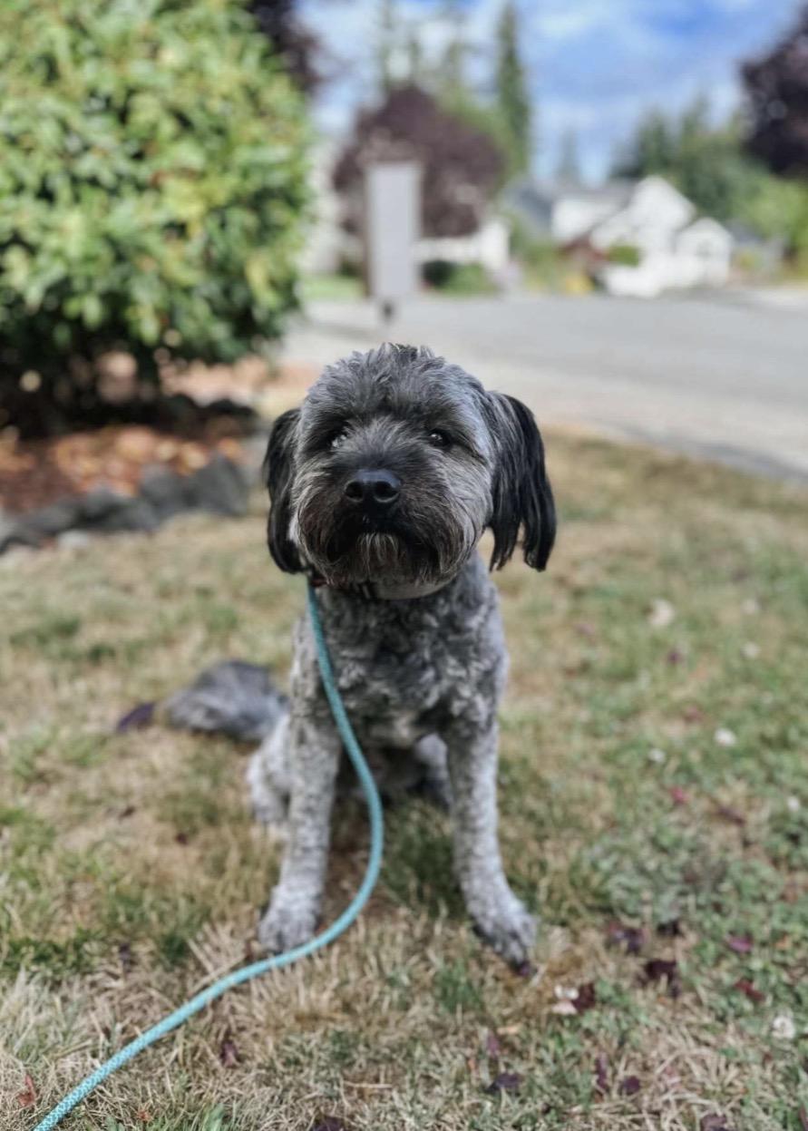 Enlarge Winston, an adoptable mixed breed in Eugene, OR image 3/3