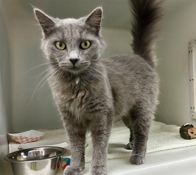 MOON, Adoptable, Young Male Domestic Short Hair.