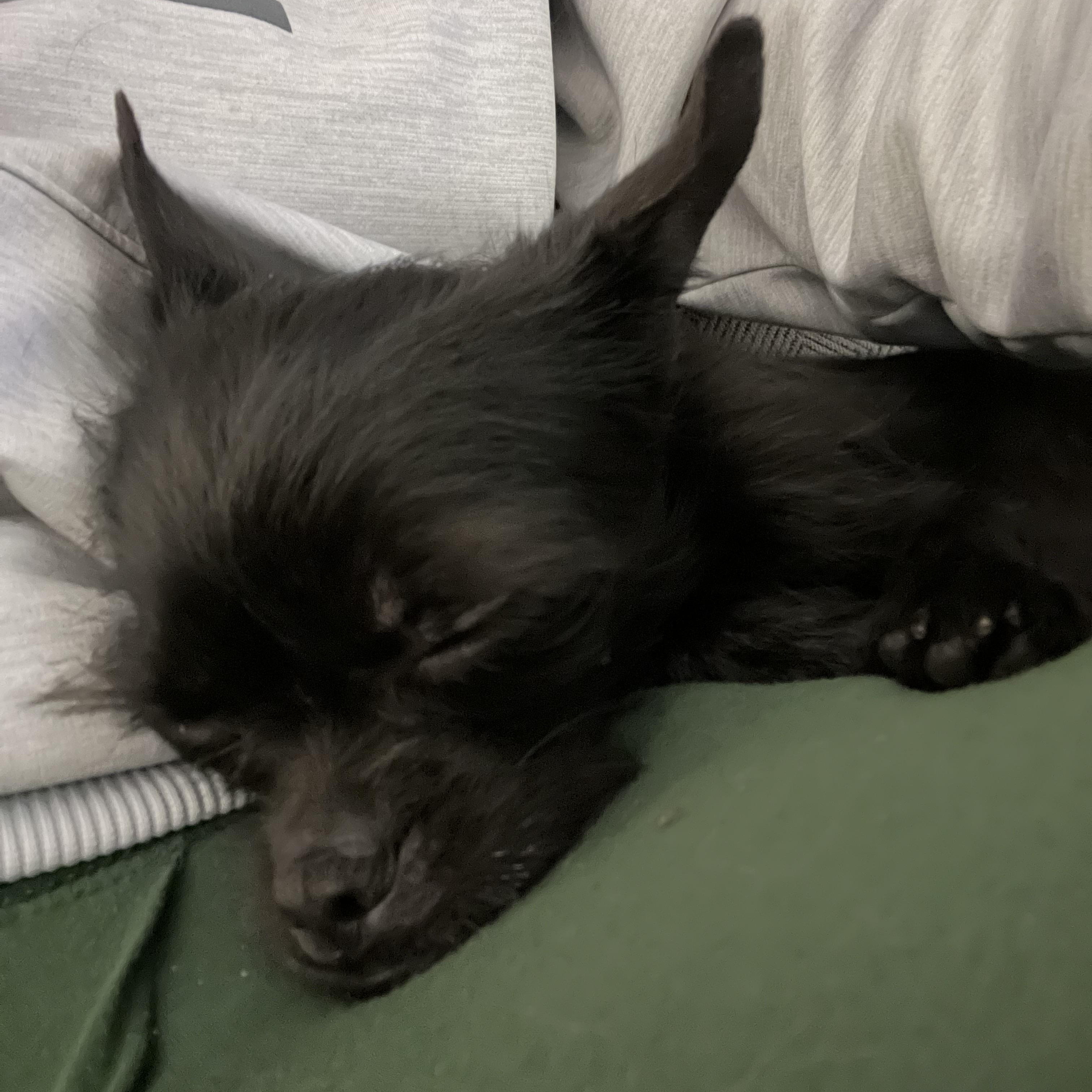 Enlarge Beans, a ADOPTABLE mixed breed in East Lansing, MI image 4/5