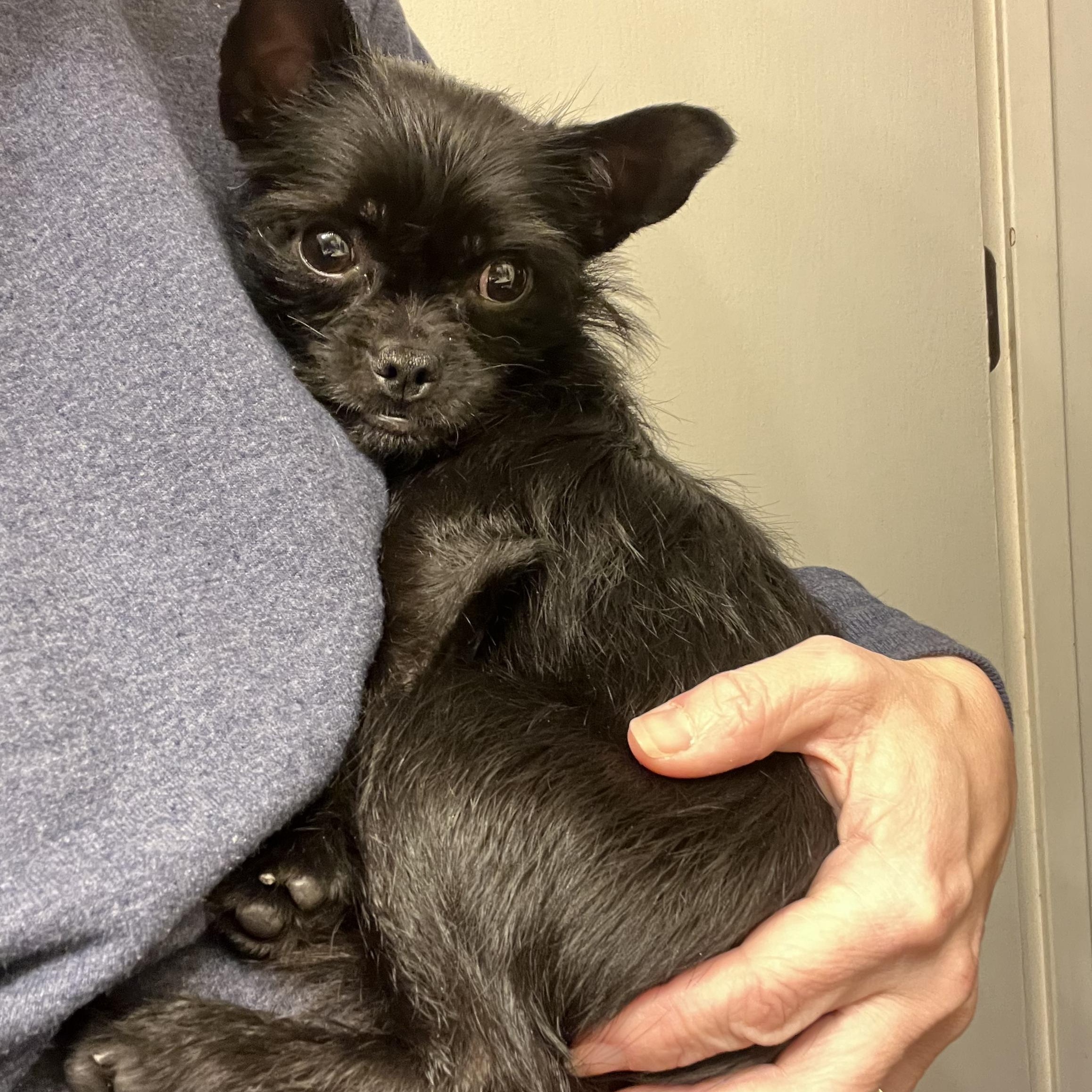 Enlarge Beans, a ADOPTABLE mixed breed in East Lansing, MI image 1/5