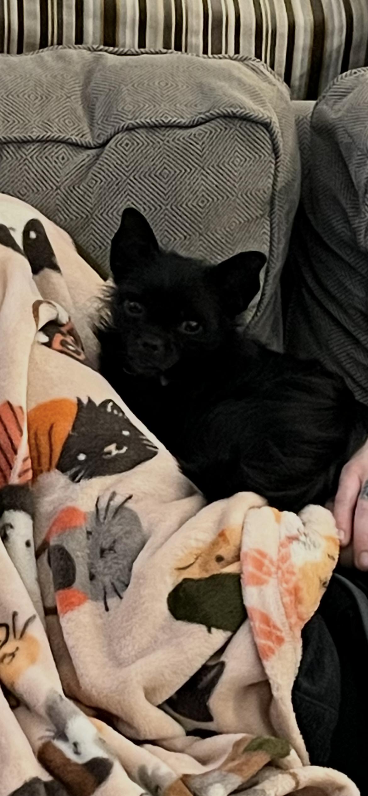 Enlarge Beans, a ADOPTABLE mixed breed in East Lansing, MI image 2/5