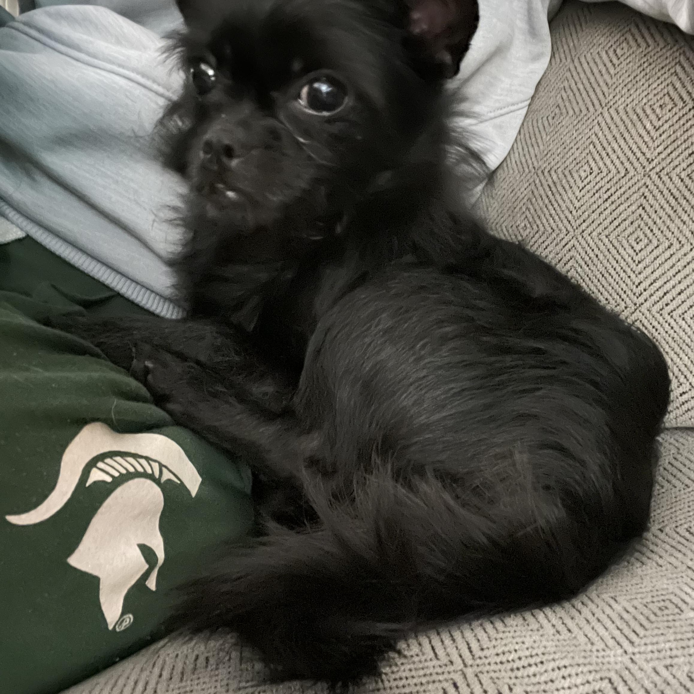 Enlarge Beans, a ADOPTABLE mixed breed in East Lansing, MI image 3/5