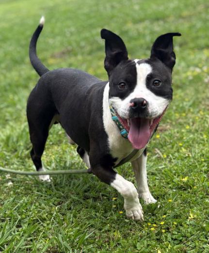 179358 Oreo, Young Male Pit Bull Terrier