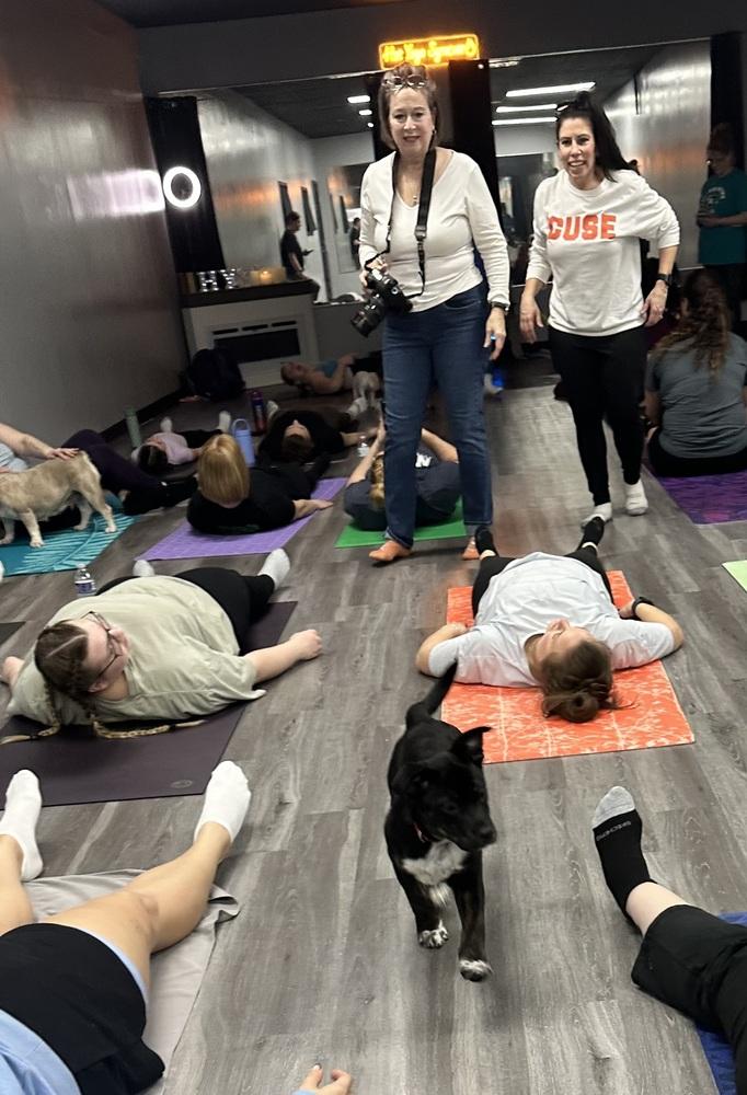 Benson, Adoptable, Puppy Male Australian Shepherd & American Bully.