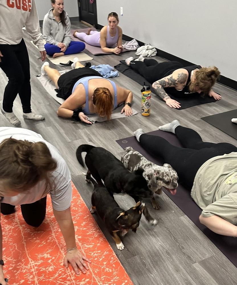 Enlarge Benson, a Adoptable mixed breed in Syracuse, NY image 2/6