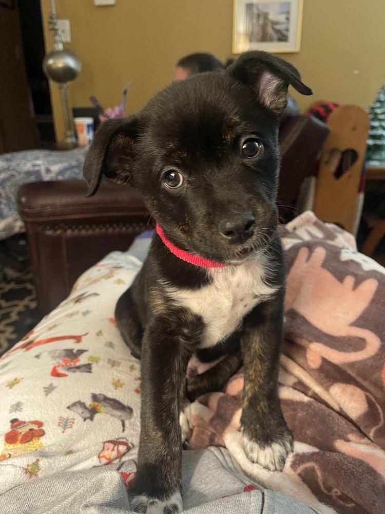 Benson, Adoptable, Puppy Male Australian Shepherd & American Bully.