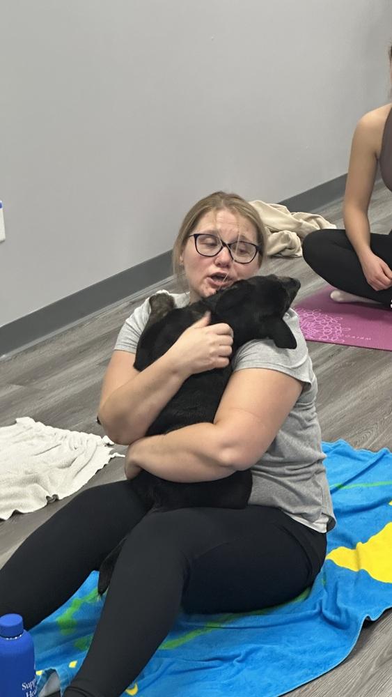 Enlarge Benson, a Adoptable mixed breed in Syracuse, NY image 4/6