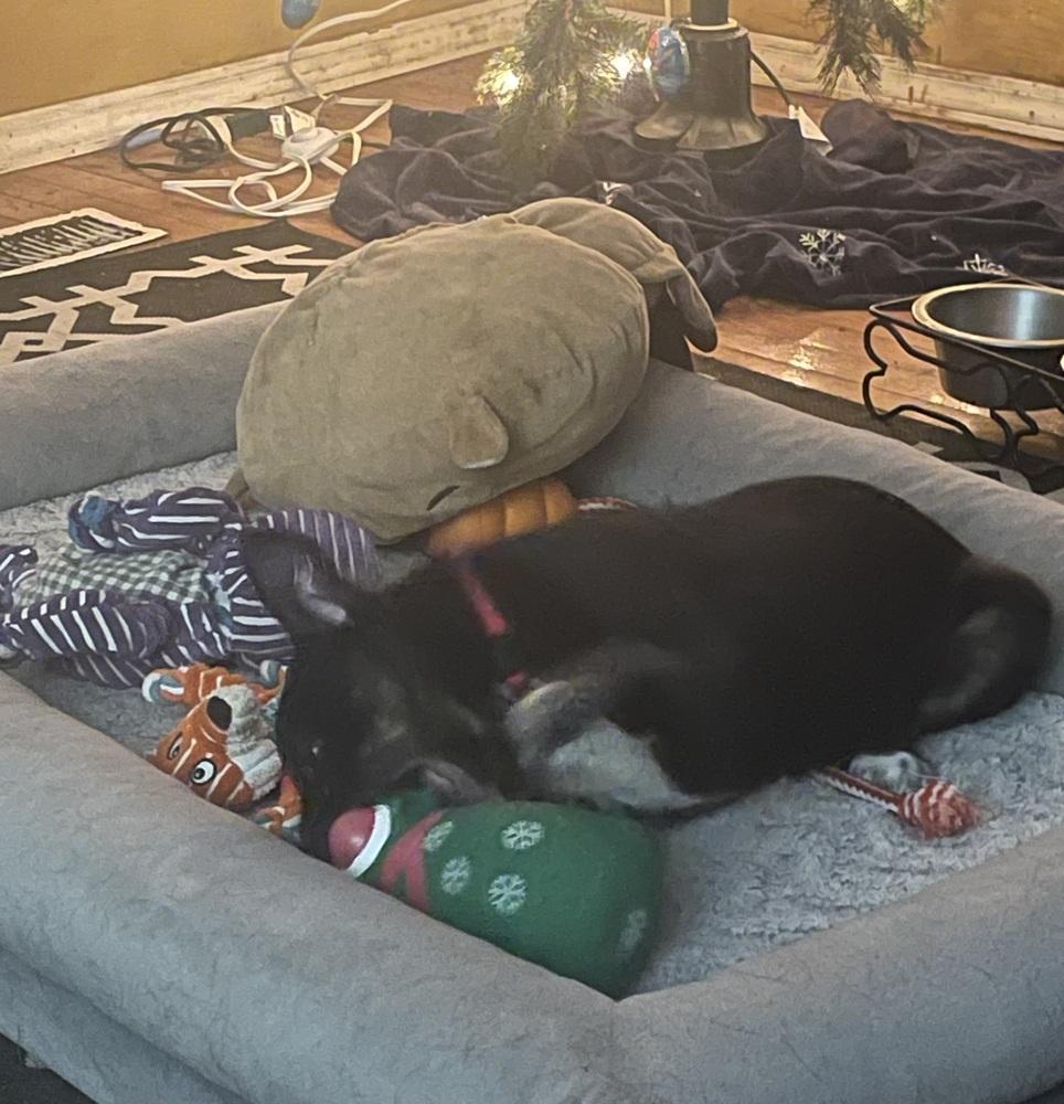 Enlarge Benson, a Adoptable mixed breed in Syracuse, NY image 3/6