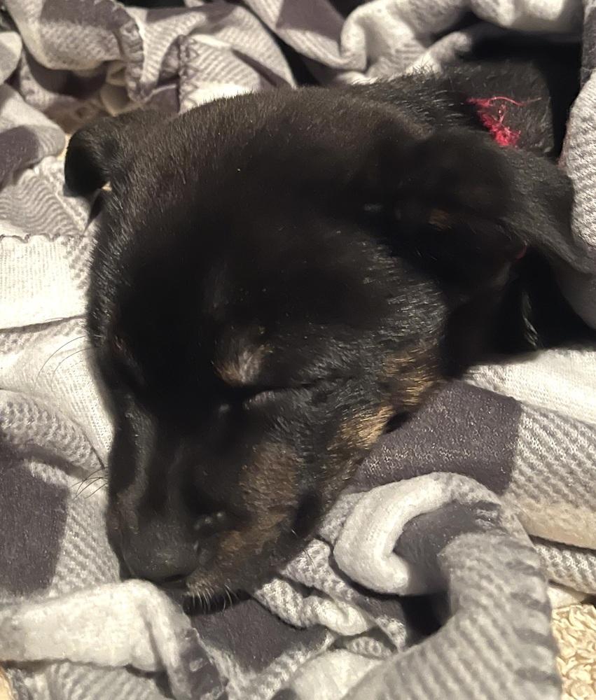 Enlarge Benson, a Adoptable mixed breed in Syracuse, NY image 4/6