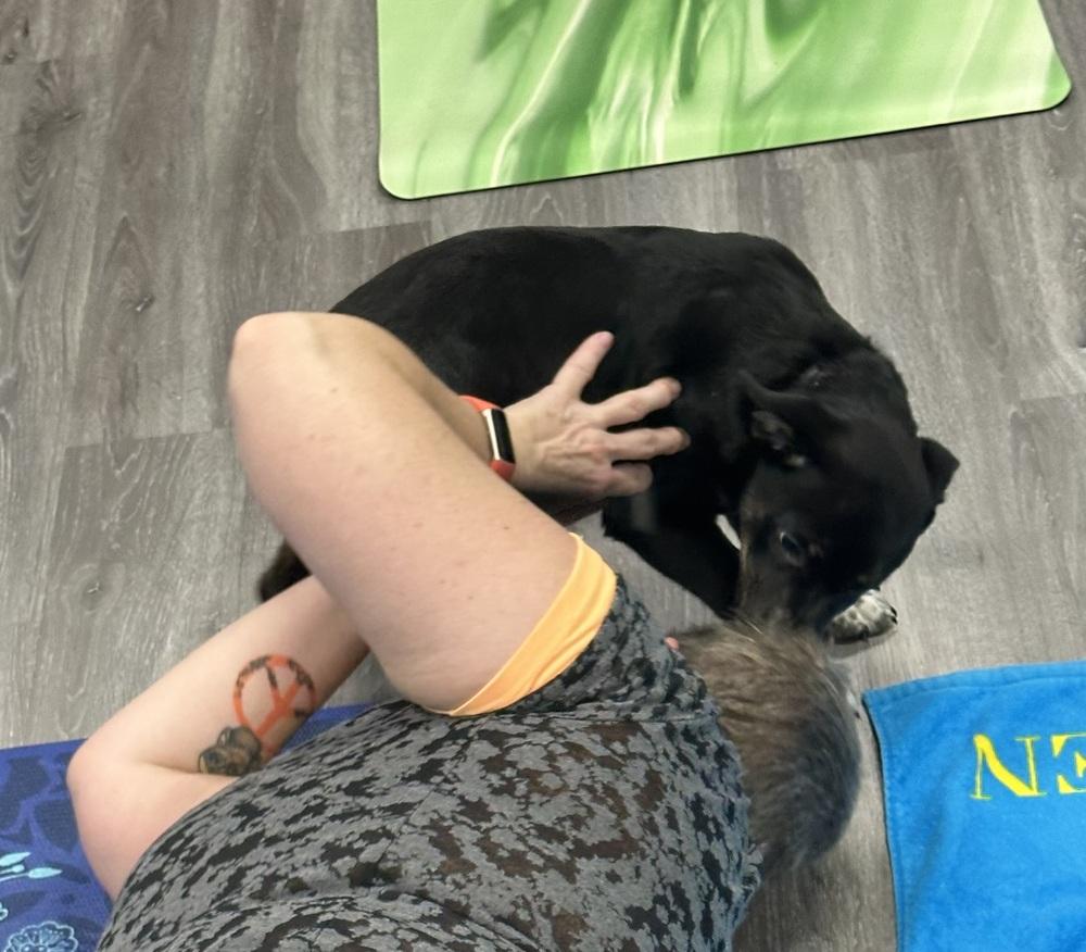 Enlarge Benson, a Adoptable mixed breed in Syracuse, NY image 5/6