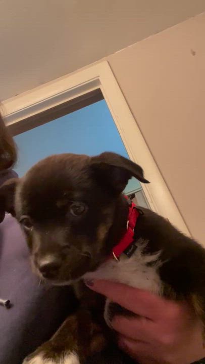 Enlarge Benson, a Adoptable mixed breed in Syracuse, NY video 6/6