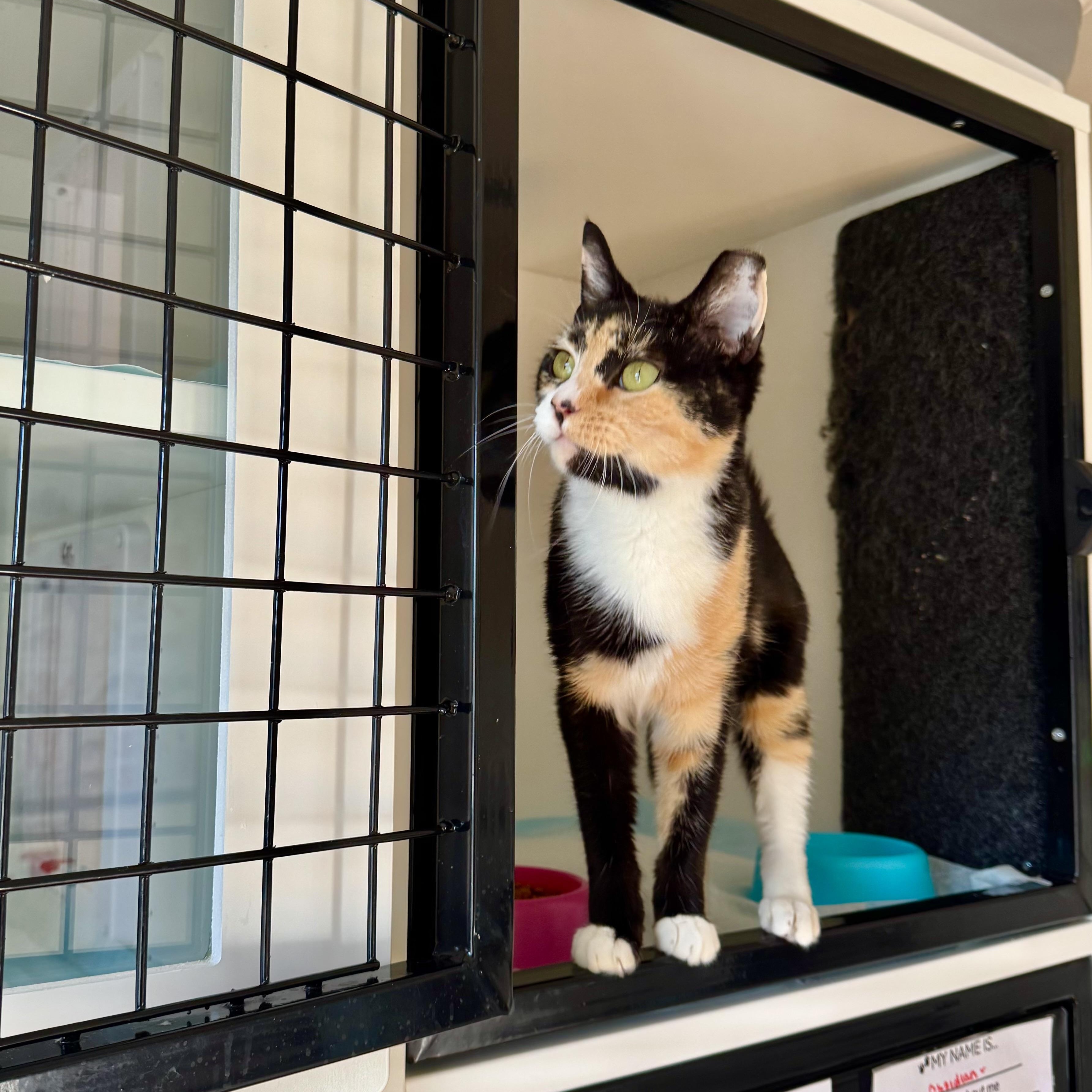 Enlarge Audrey, a ADOPTABLE Domestic Short Hair in Ramsey, NJ image 1/5