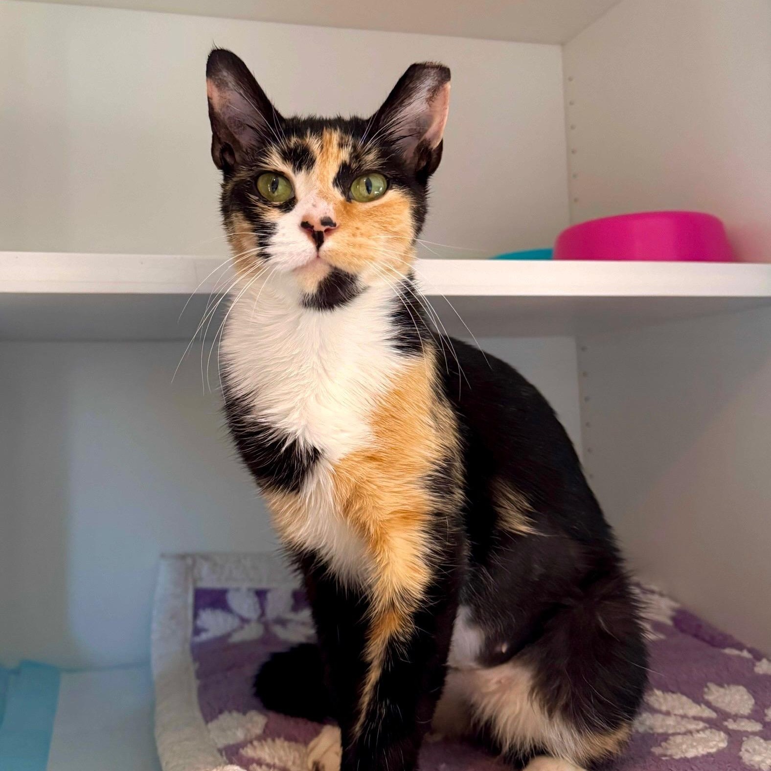 Enlarge Audrey, a ADOPTABLE Domestic Short Hair in Ramsey, NJ image 2/5