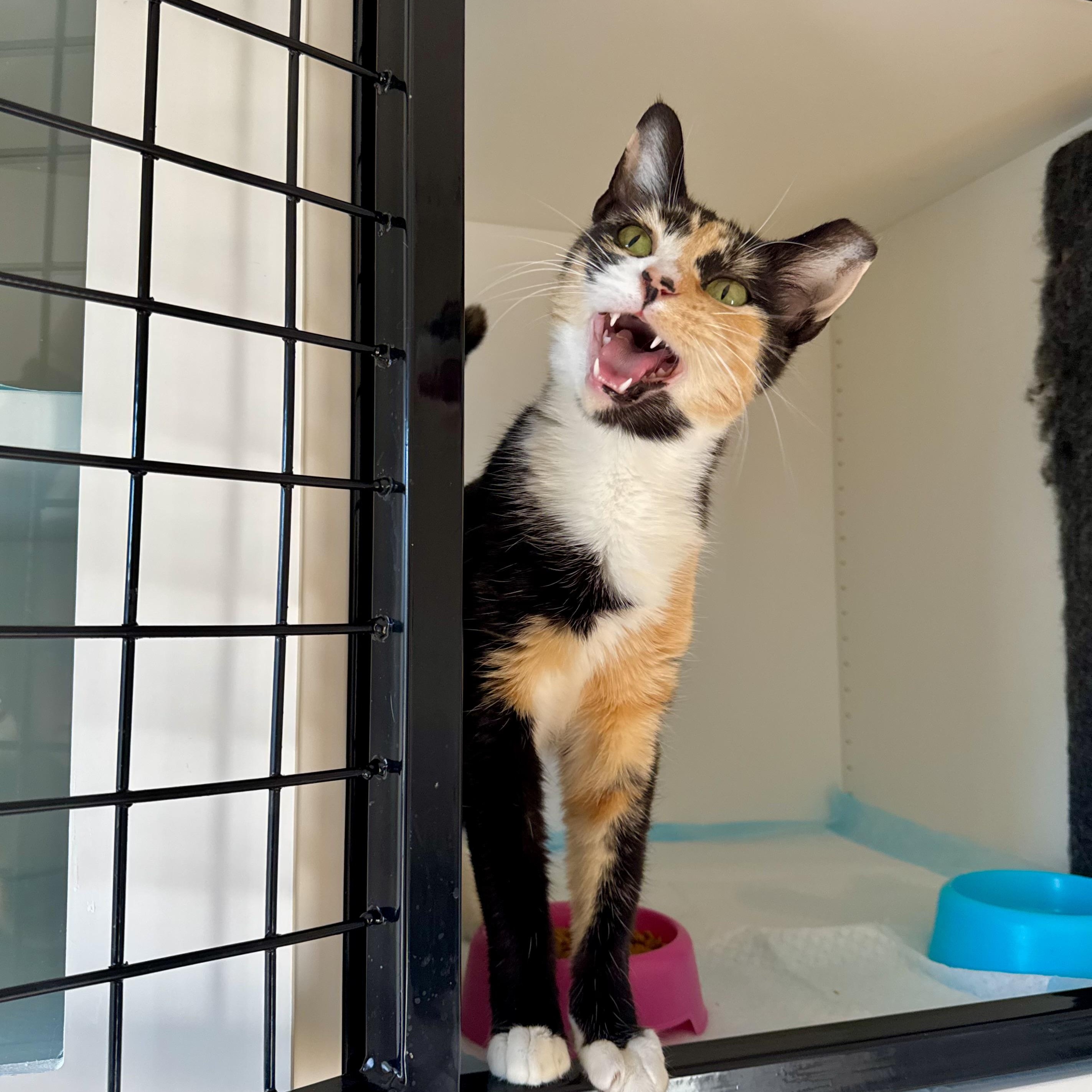 Enlarge Audrey, a ADOPTABLE Domestic Short Hair in Ramsey, NJ image 3/5