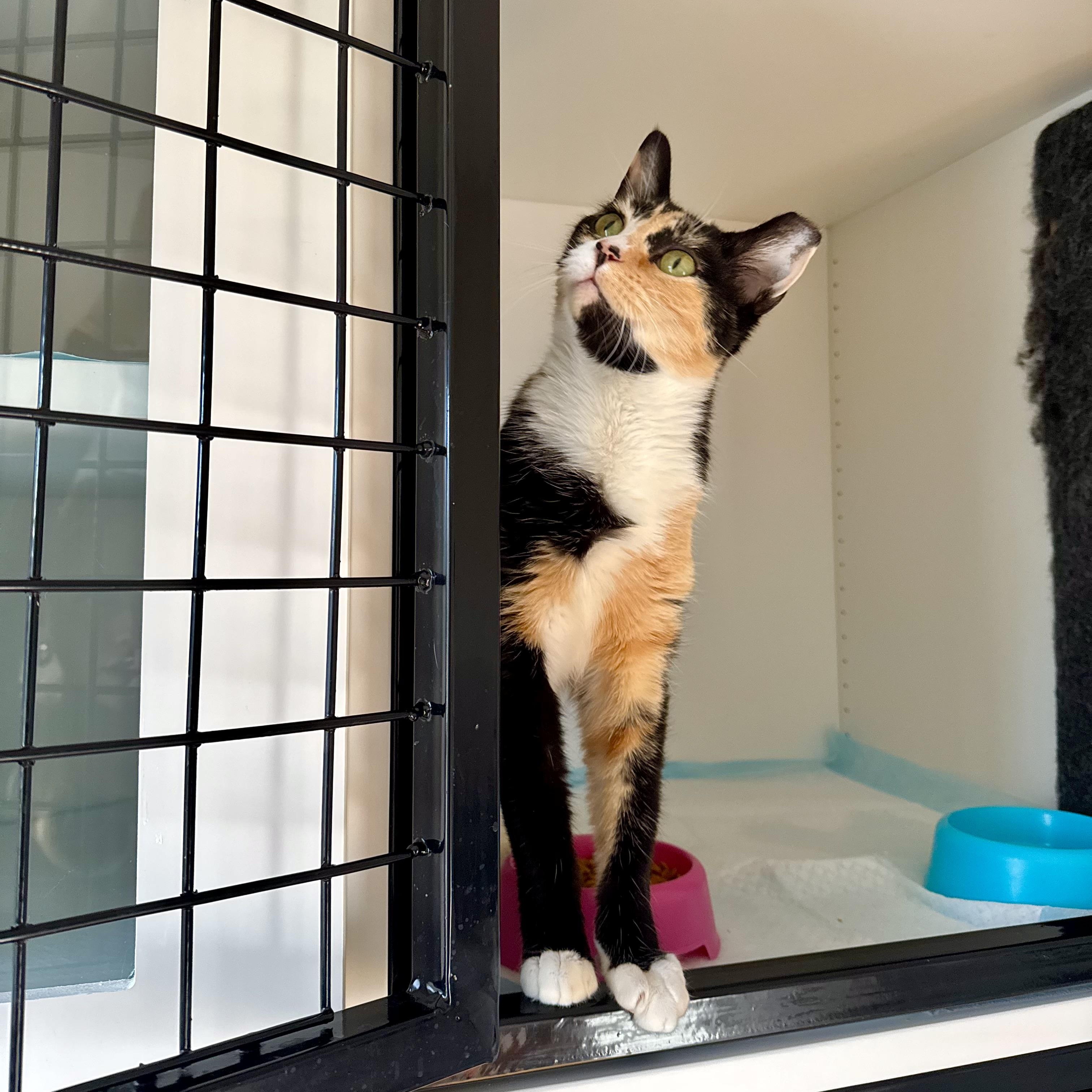 Enlarge Audrey, a ADOPTABLE Domestic Short Hair in Ramsey, NJ image 4/5