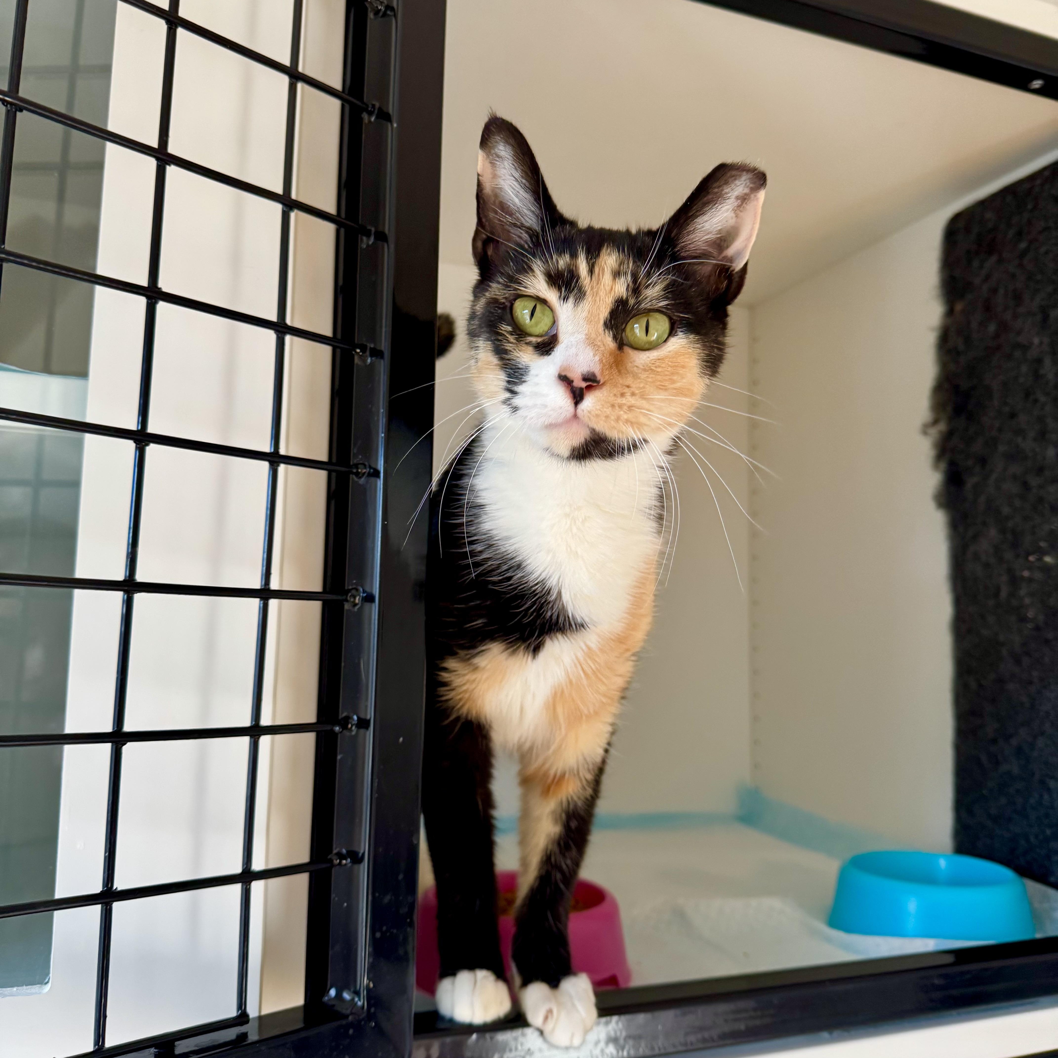 Enlarge Audrey, a ADOPTABLE Domestic Short Hair in Ramsey, NJ image 5/5