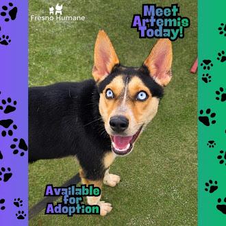 Artemis, a Adoptable mixed breed in Fresno, CA image 1/3