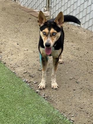 Artemis, a Adoptable mixed breed in Fresno, CA image 3/3