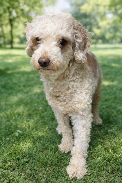 Enlarge Kitty, a Adoptable Poodle in Malvern, PA image 1/1