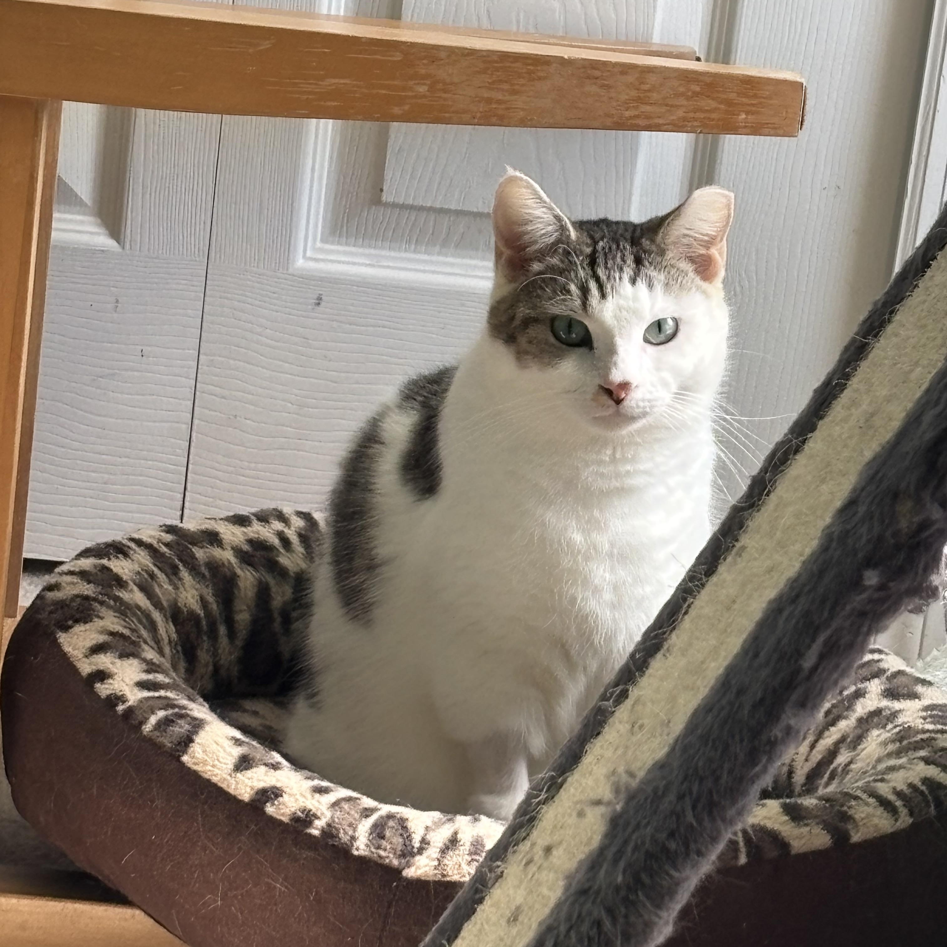 Max, a Adoptable Domestic Short Hair in West Warwick, RI image 4/6