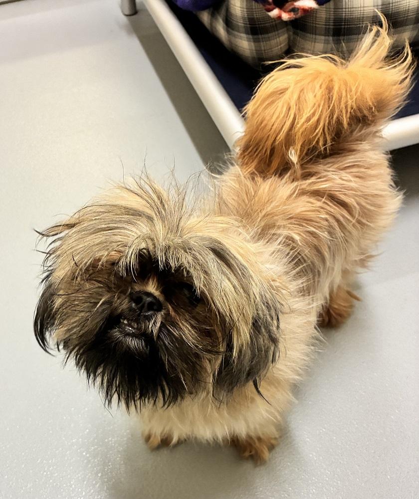 Waffles, adopted, Adult Female Shih Tzu.