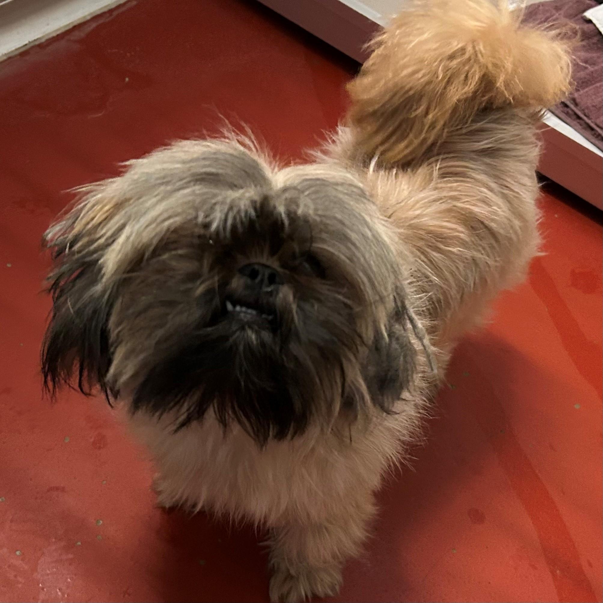 Enlarge Waffles, an adopted Shih Tzu in Mason City, IA image 3/3
