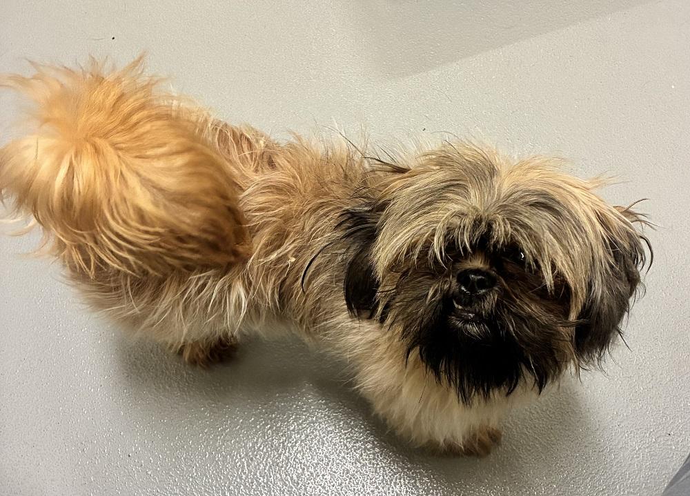 Enlarge Waffles, an adopted Shih Tzu in Mason City, IA image 2/3