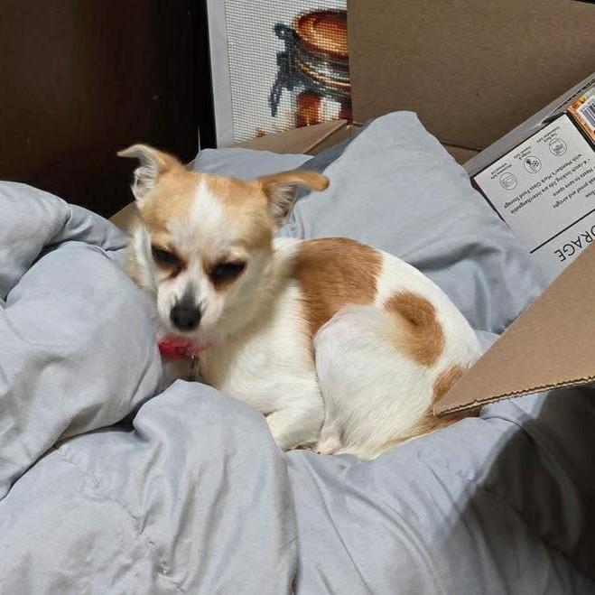 Enlarge Bryn AKA Girly, a Adoptable Chihuahua in Enterprise, AL image 1/1