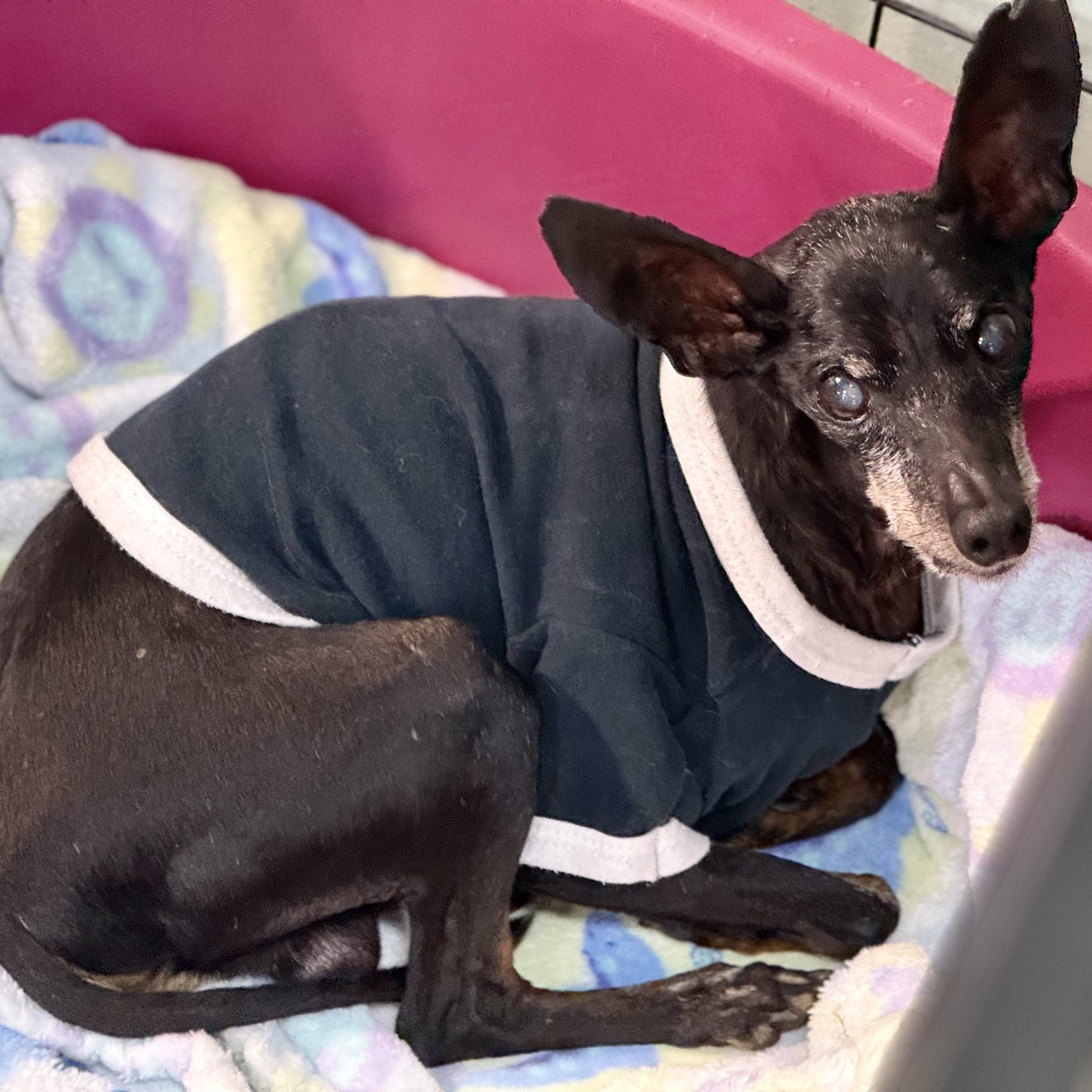 Benjamin, Adoptable, Senior Male Miniature Pinscher & Mixed Breed.