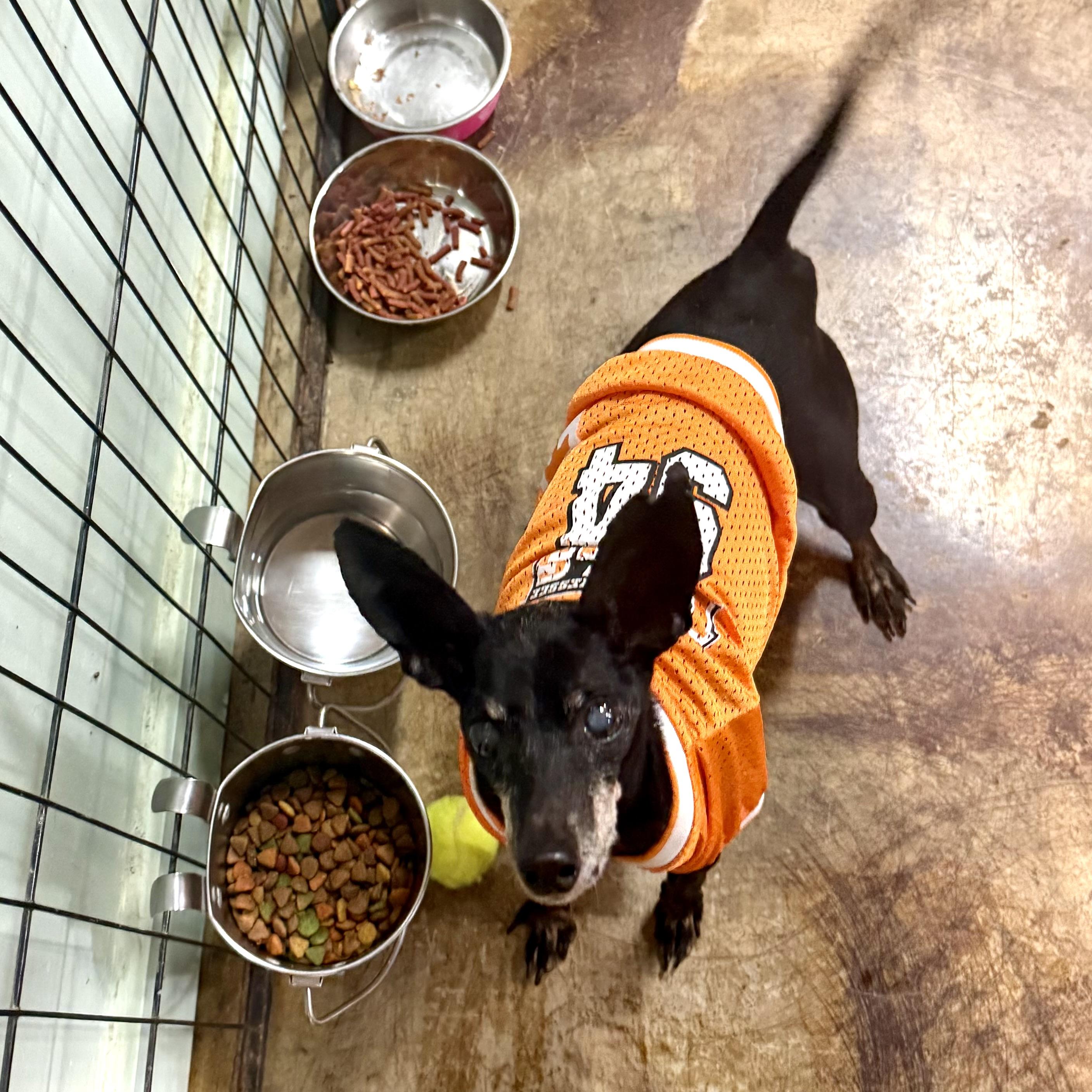 Enlarge Benjamin, a Adoptable mixed breed in Gallatin, TN image 5/6