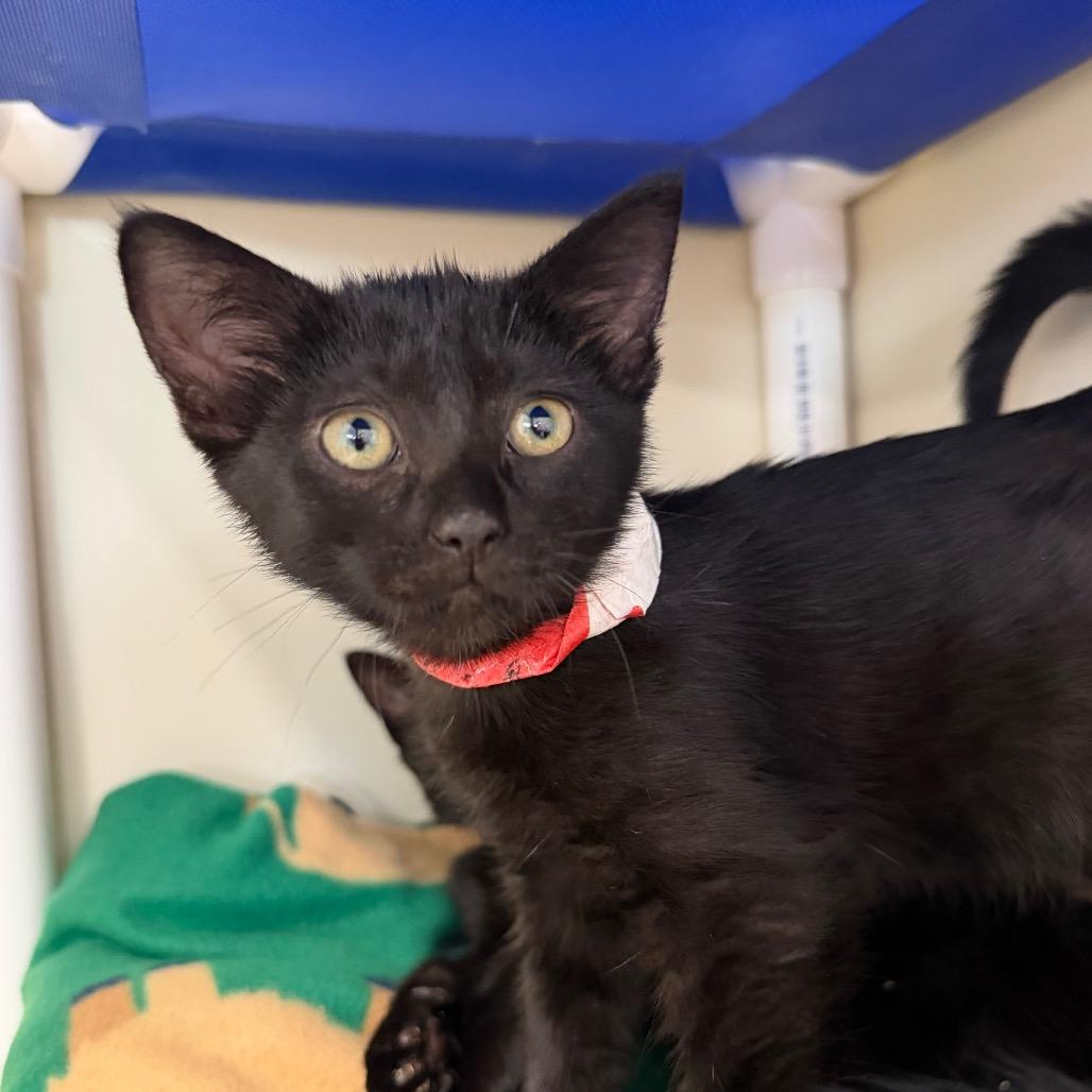 Enlarge Valkyrie, a Adoptable Domestic Short Hair in Spanish Fork, UT image 1/1