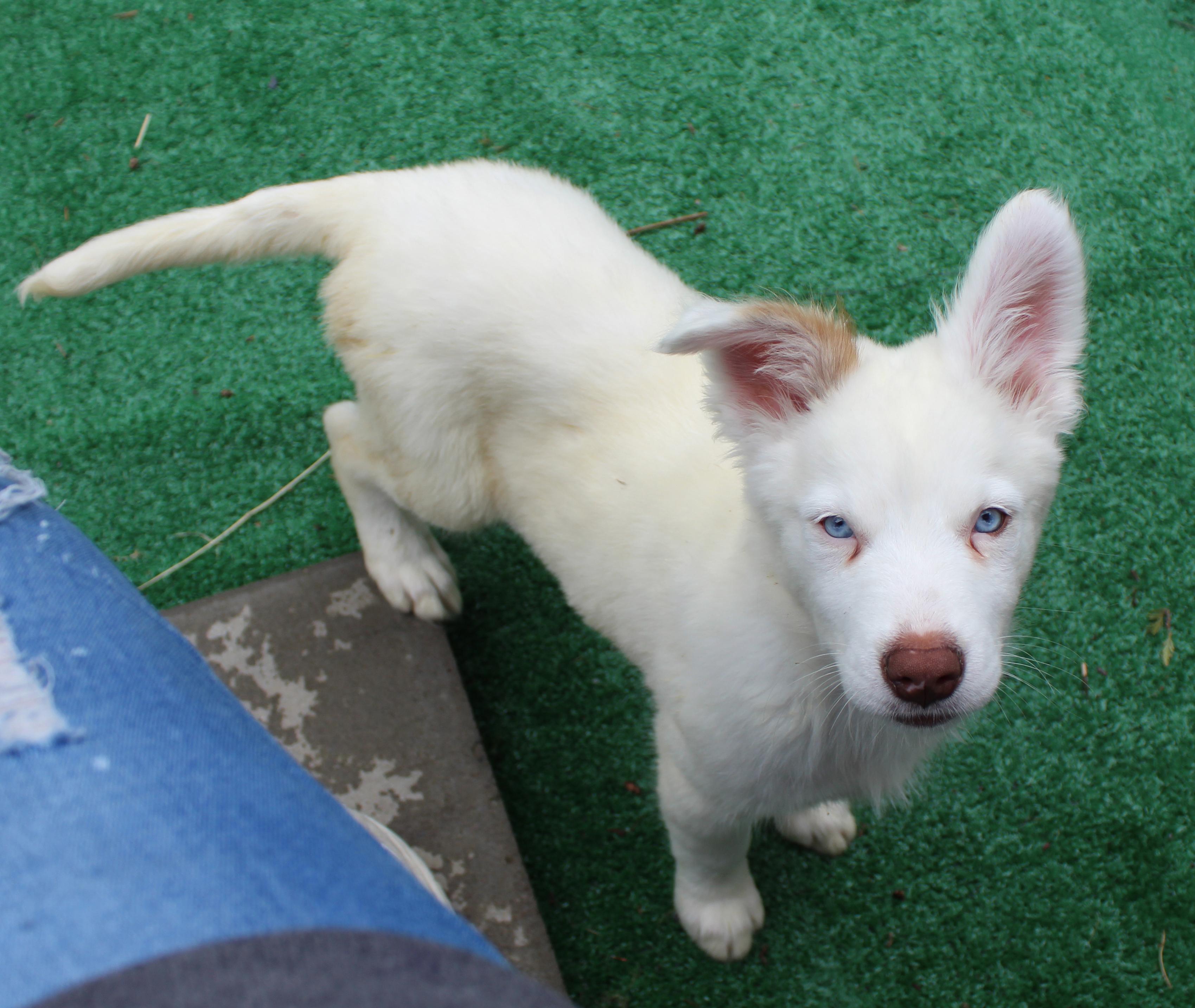 Enlarge Chard (Leafy Greens litter), a Adoptable mixed breed in Silvana, WA image 3/6