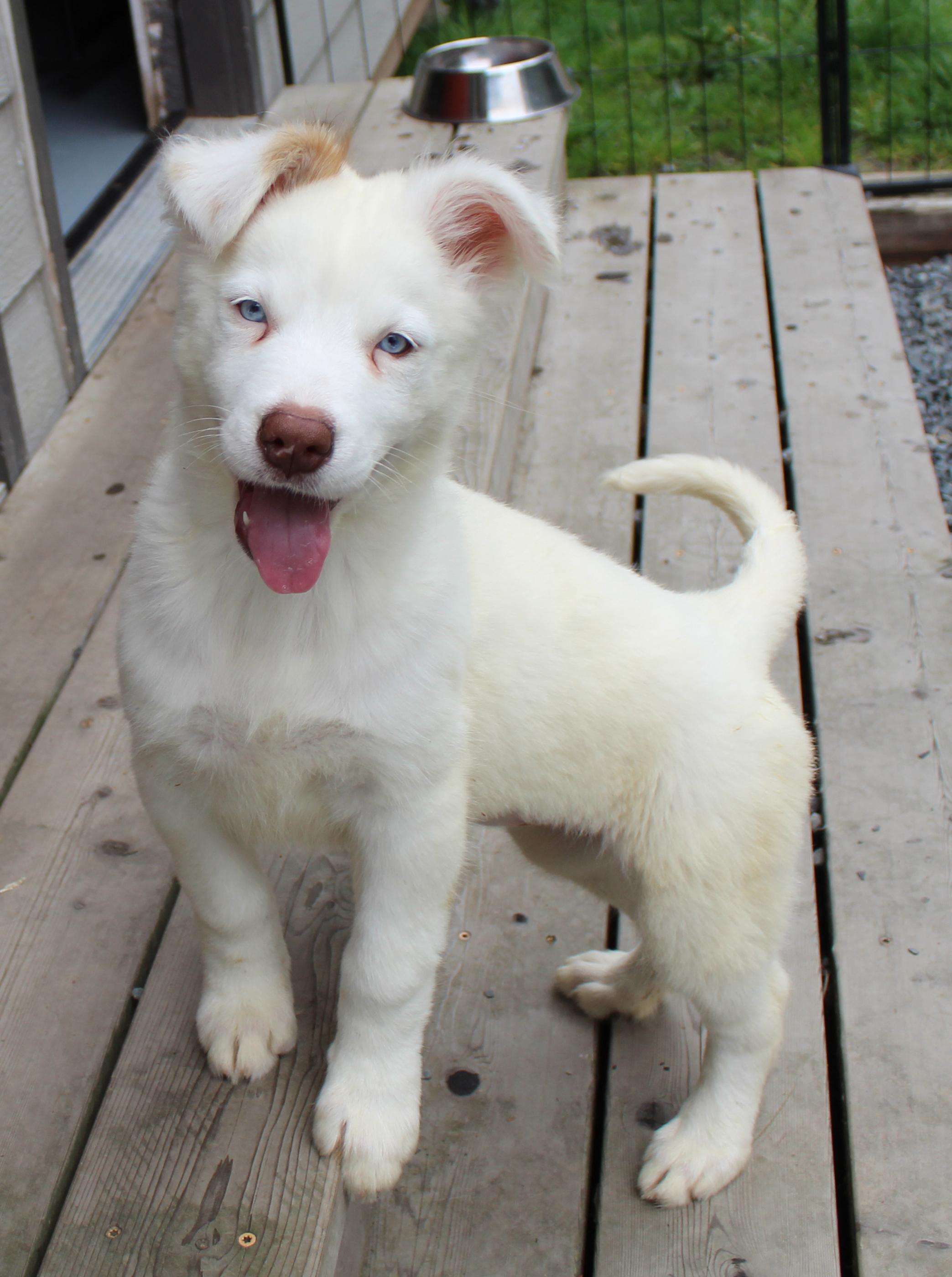 Enlarge Chard (Leafy Greens litter), a Adoptable mixed breed in Silvana, WA image 4/6