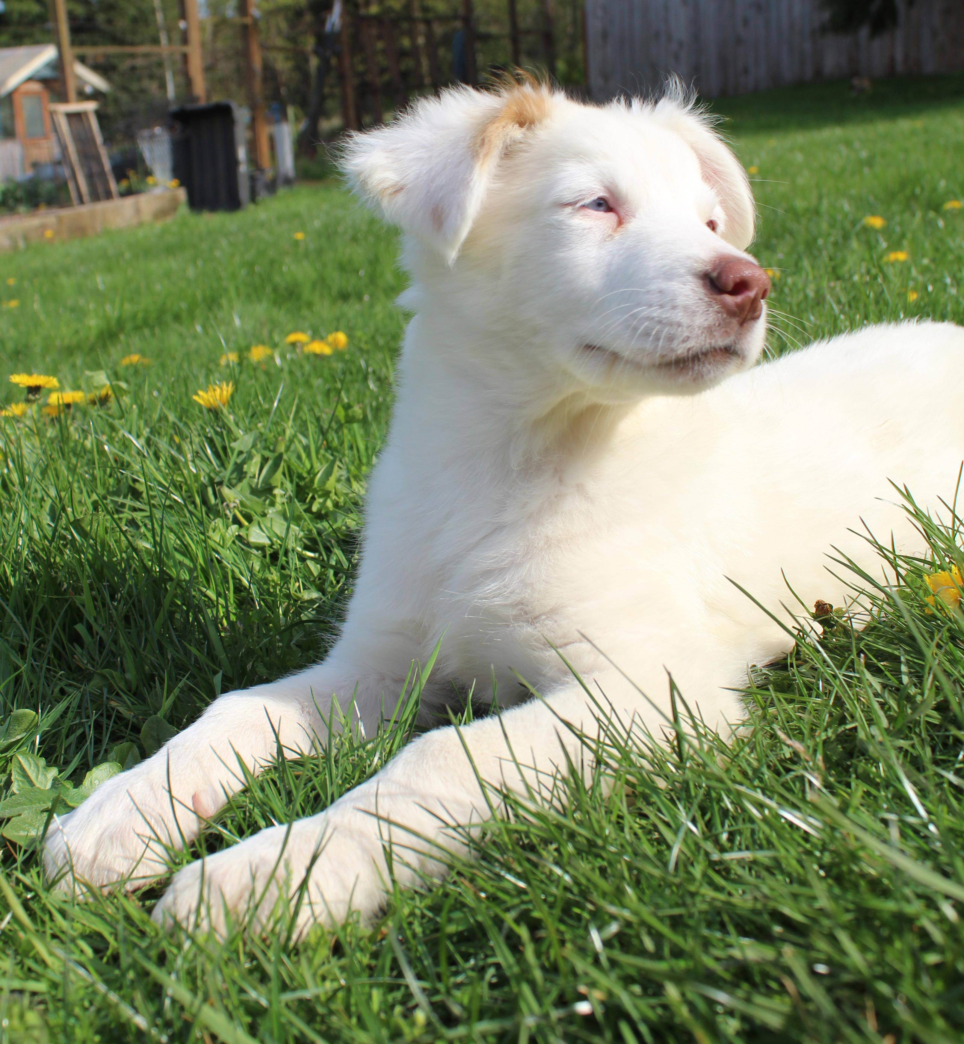 Chard (Leafy Greens litter), Adoptable, Puppy Female Husky & Pit Bull Terrier.