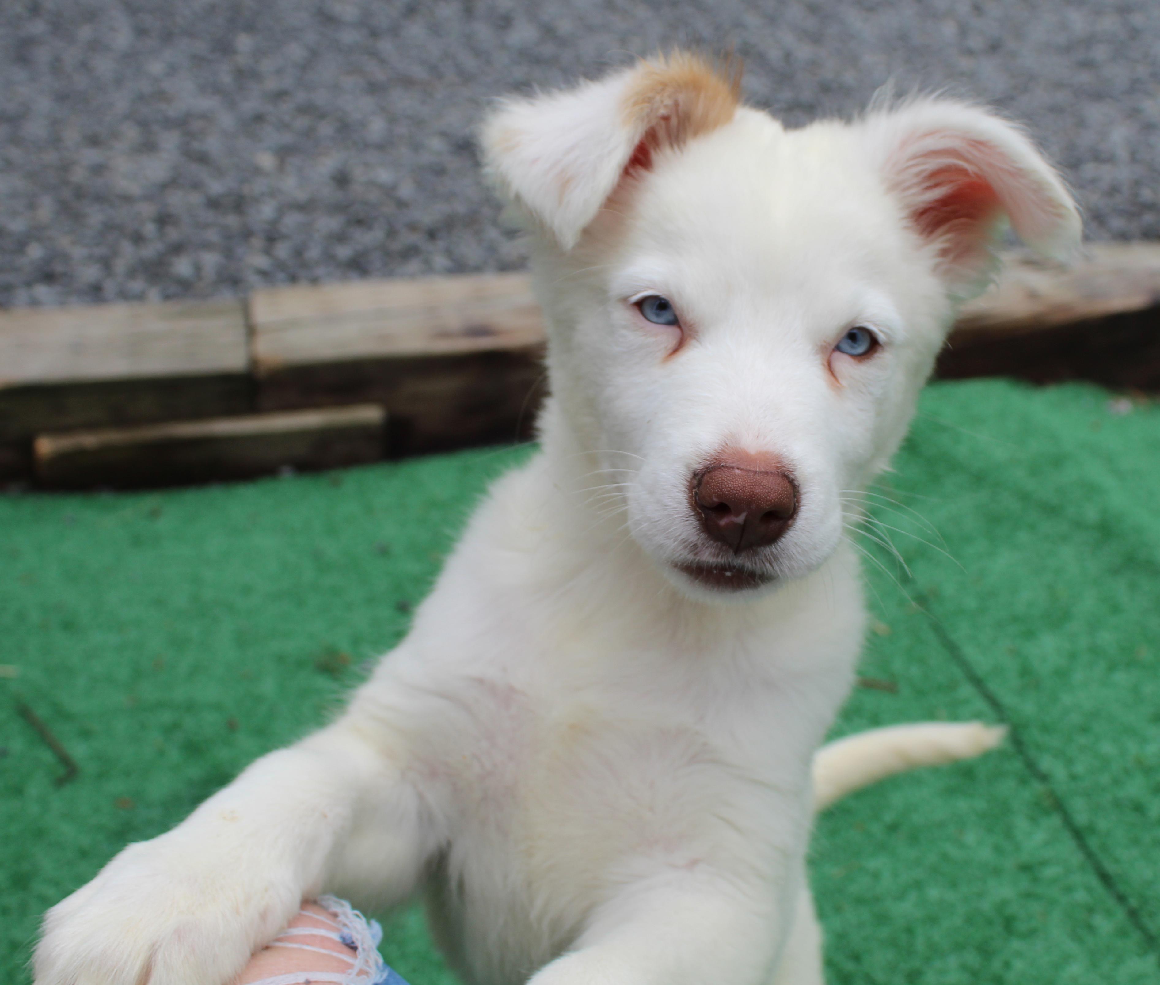 Enlarge Chard (Leafy Greens litter), a Adoptable mixed breed in Silvana, WA image 1/6