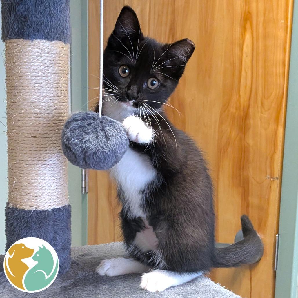 Libby, Adoptable, Kitten Female Domestic Short Hair.