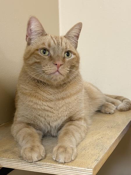 Jonesy, Adoptable, Adult Male Domestic Short Hair.