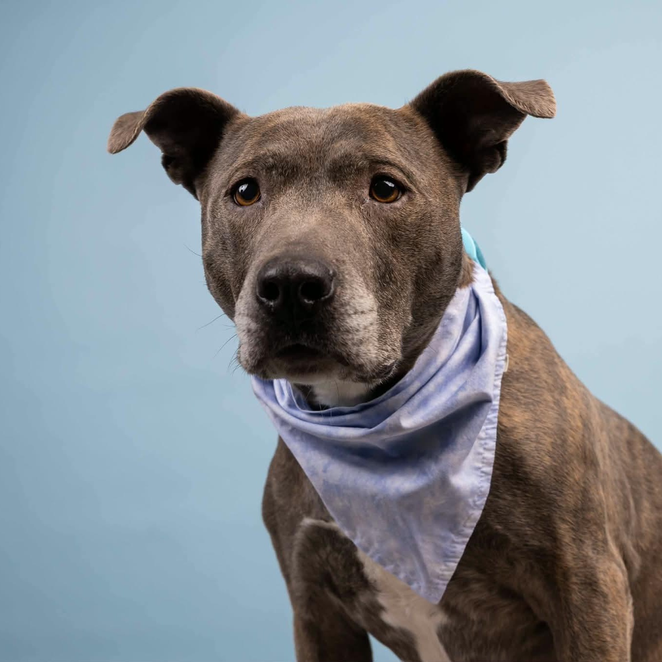 Zoe, a Adoptable mixed breed in Cumberland, RI image 4/6