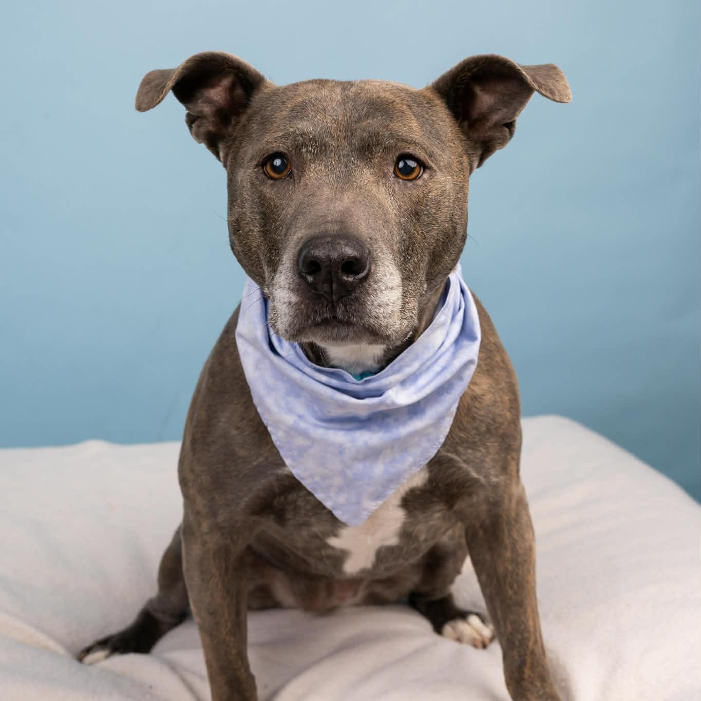 Zoe, a Adoptable mixed breed in Cumberland, RI image 3/6