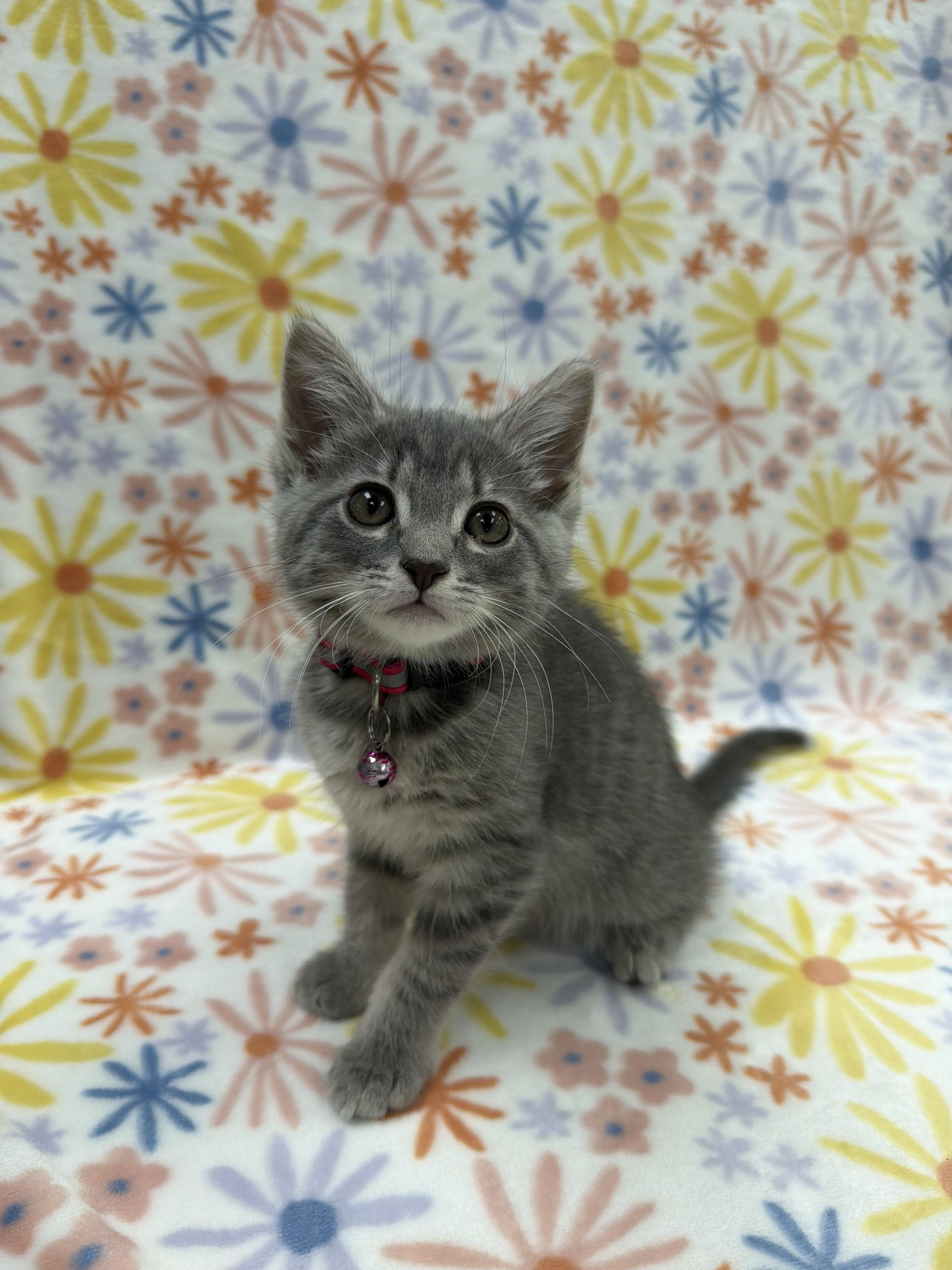 Enlarge Austen, an adoptable Domestic Short Hair in Columbus, OH image 4/4