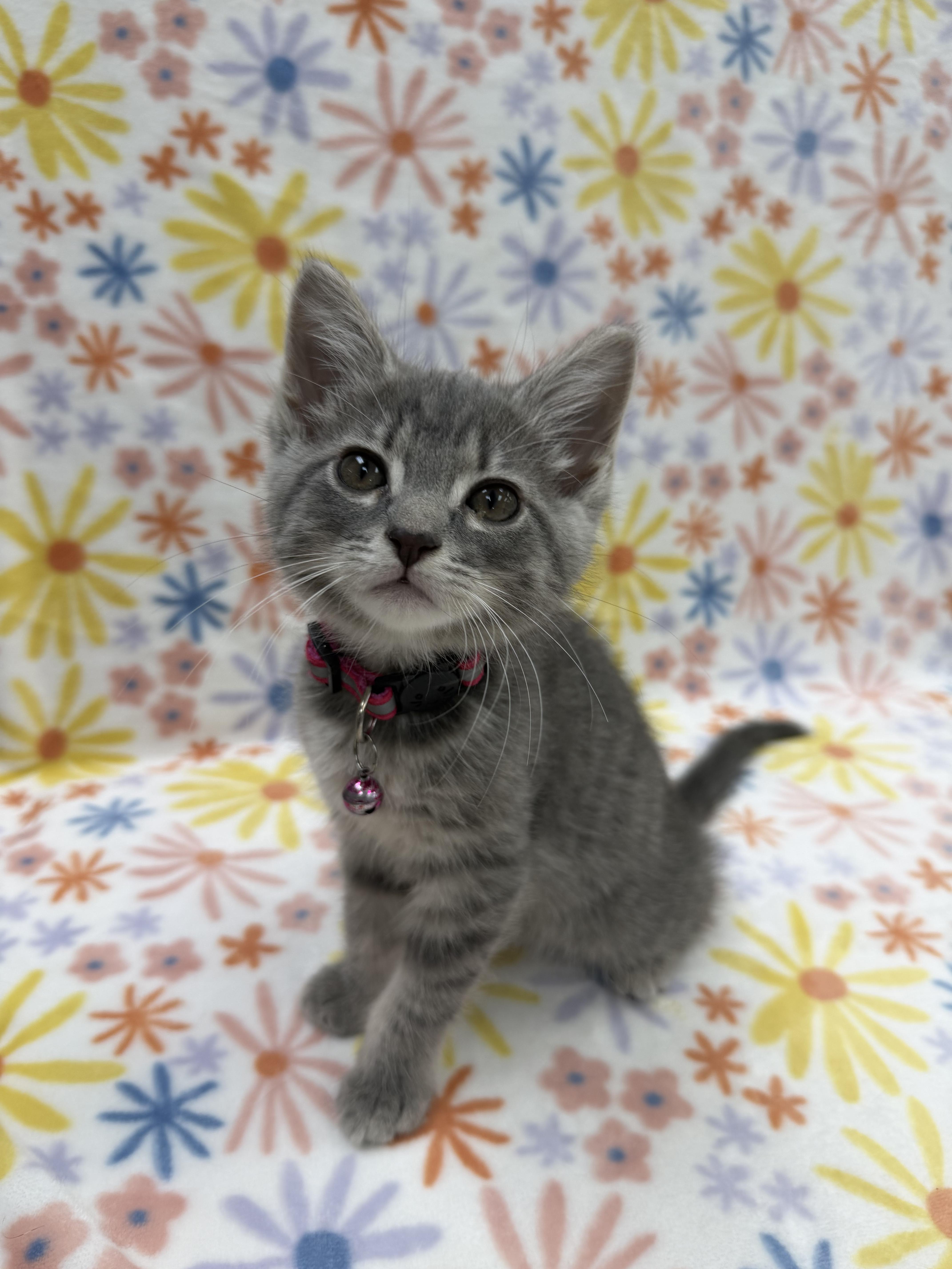 Enlarge Austen, an adoptable Domestic Short Hair in Columbus, OH image 3/4