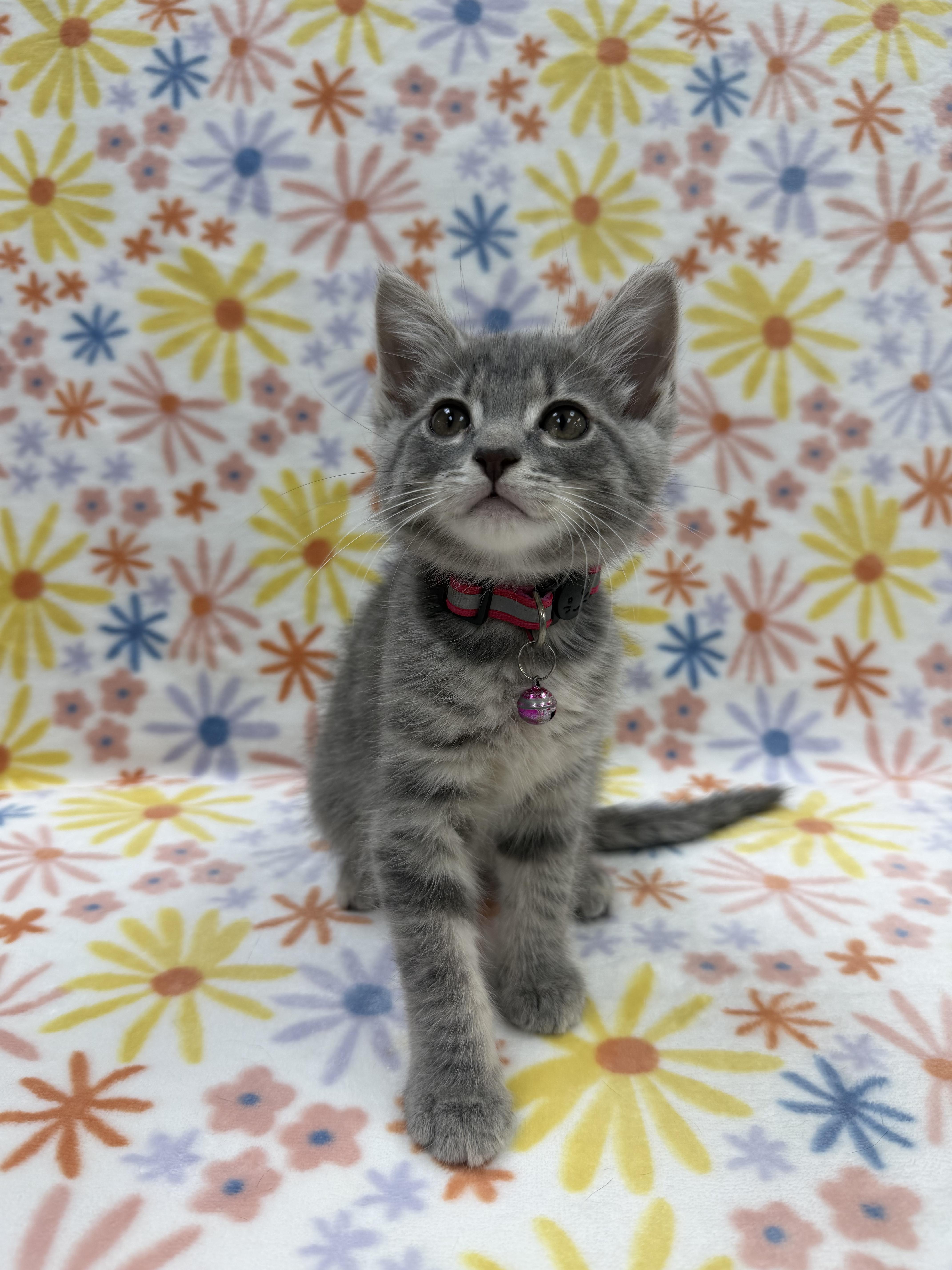Enlarge Austen, an adoptable Domestic Short Hair in Columbus, OH image 2/4