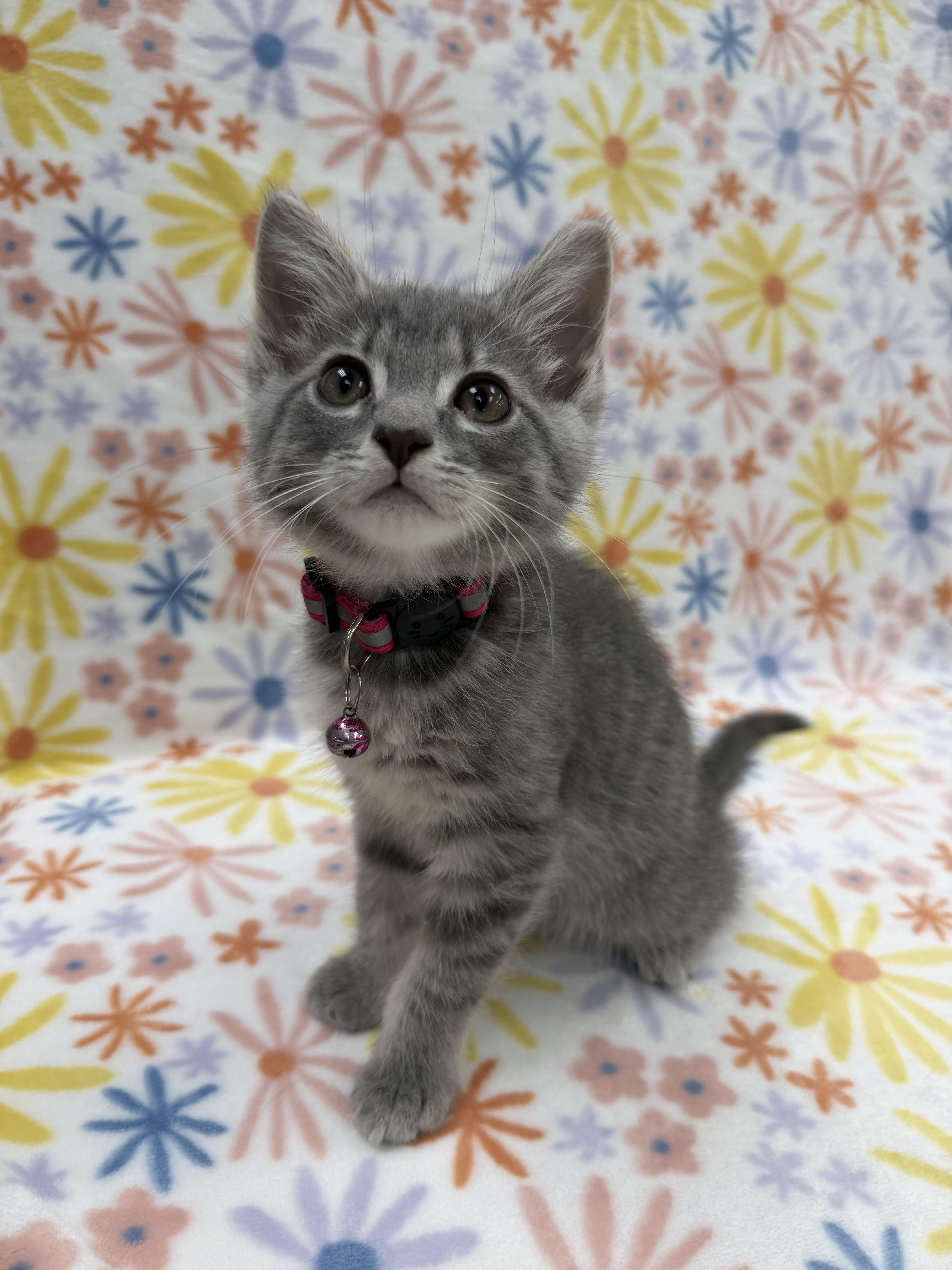 Enlarge Austen, an adoptable Domestic Short Hair in Columbus, OH image 1/4