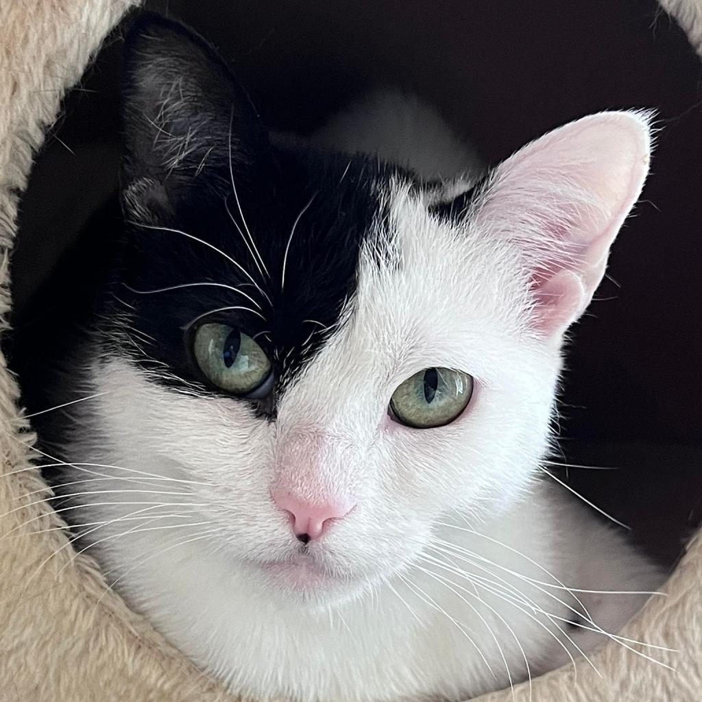 Zacky (Holland Cat Cove), Adoptable, Adult Male Domestic Short Hair.