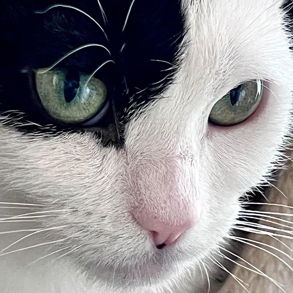 Enlarge Zacky (Holland Cat Cove), a Adoptable Domestic Short Hair in West Olive, MI image 2/6