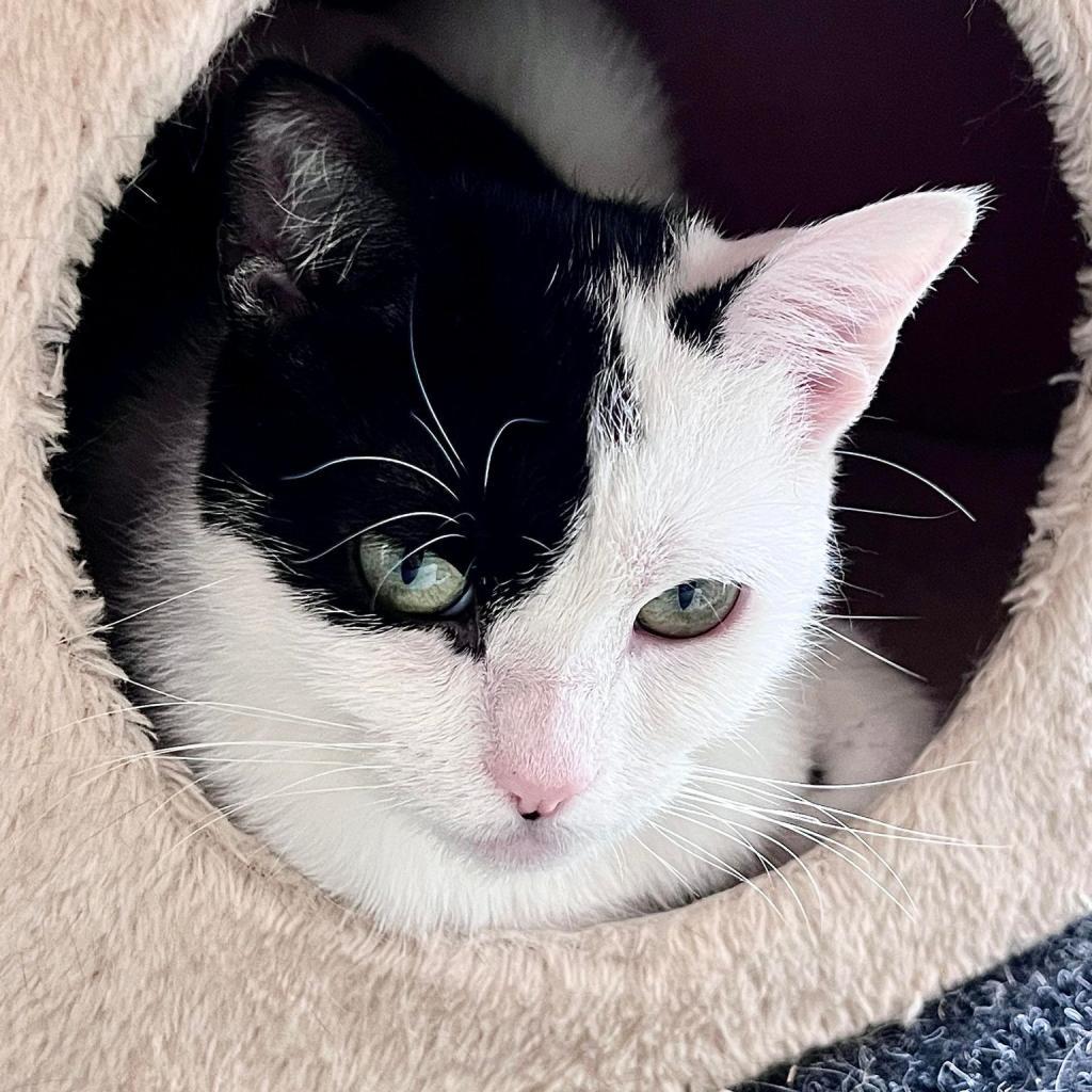 Enlarge Zacky (Holland Cat Cove), a Adoptable Domestic Short Hair in West Olive, MI image 5/6